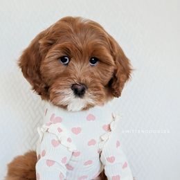 Goldendoodle Puppies from Mitten Doodles