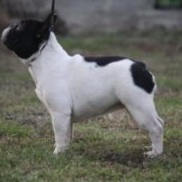 French Bulldog Puppies from Peaceful Prayers French Bulldogs