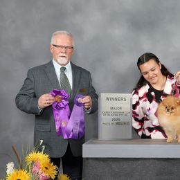 Winston - Pomeranian