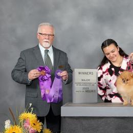 Winston - Pomeranian