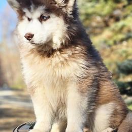 Siberian Husky Puppies from Delta Huskies