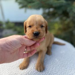 Peach Collar Girl - Golden female Golden Retriever puppy in Salt Lake City, Utah from Deseret Peak Goldens
