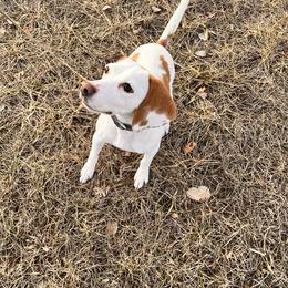 Beagles and Staffordshire Bull Terriers from Thor’s Beagles & Maha’s Staffy