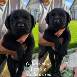 Yellow Collar - Black female Labrador Retriever puppy in Boyd, Minnesota from Lindley Labradors