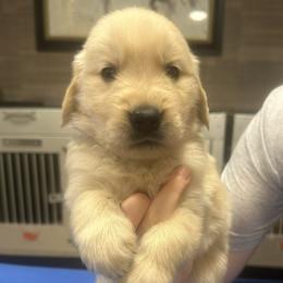 Navy Boy - Golden male Golden Retriever puppy in Sarasota, Florida from Chevaline Goldens