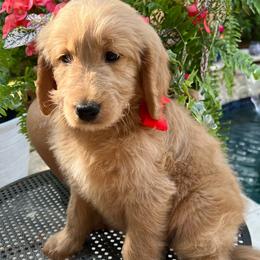 Poppy - Cream female Goldendoodle puppy in The Woodlands, Texas from Gracie's Goldendoodles and Bernedoodles