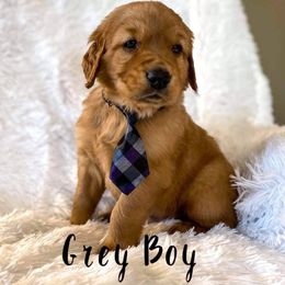 Golden Retriever Puppies from PDA Goldens