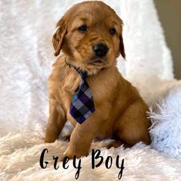 Golden Retriever Puppies from PDA Goldens