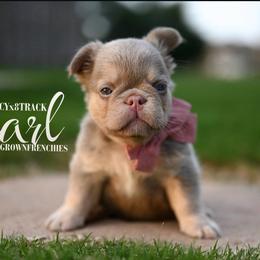 PEARL - Tricolors female French Bulldog puppy in Blue Ridge, Texas from Beason’s HomeGrown Frenchies