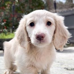 Chanel - Cream female Dachshund puppy in Redding, California from Jean & Mae Doxies