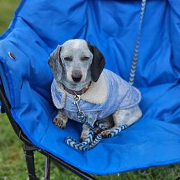 Nova - Dachshund
