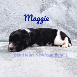 Girl 2 - White and black female Newfoundland puppy in Cortez, Colorado from Bear Heart Newfoundlands, LLC