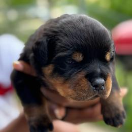 Gp1 - Black and mahogany female Rottweiler puppy in Grand Rapids, Michigan from Rott-Squad Kennels