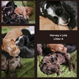 Cockapoo Puppies from MoSa Ranch Cockapoos