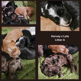 Cockapoo Puppies from MoSa Ranch Cockapoos