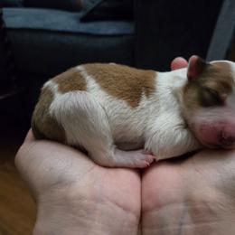 Boy 2 - Sable male Border Collie puppy in Piedmont, South Carolina from Soaring Borders Border Collies