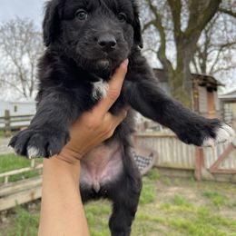 Poodle Puppies from Fluffy Doodle Farms