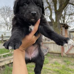 Poodle Puppies from Fluffy Doodle Farms