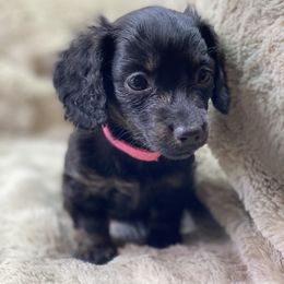Elzie (pink collar) - Black and tan female Dachshund puppy in Richmond, Virginia from Paw Prints