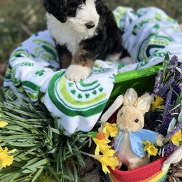 Bernedoodle Puppies from Doodles & Spice