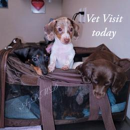Dachshund and Great Dane Puppies from AZ's Prestigious Minature Dachshunds
