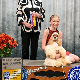 Mimic - Cocker Spaniel