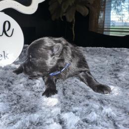 Navy - Black parti male Pomeranian puppy in Scio, Oregon from Mac Daddy Poms