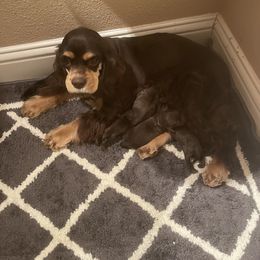 Cocker Spaniel Puppies from Orchard Spaniels