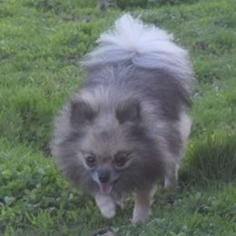 Aspen - Pomeranian