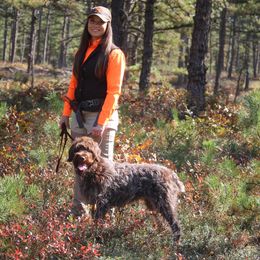 Wirehaired Pointing Griffon All Grown Up from Pine Barren Griffons