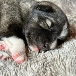 Wrangler - Agouti and white male Siberian Husky puppy in Corvallis, Montana from Double H Siberians