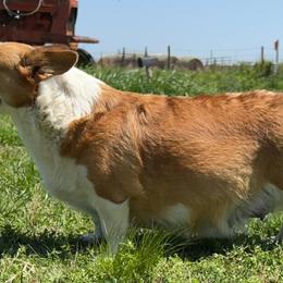 Pembroke Welsh Corgis from Howell Corgis