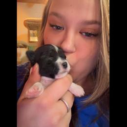Pablo - Piebald male Morkie puppy in Aliquippa, Pennsylvania from The Morkie Mom