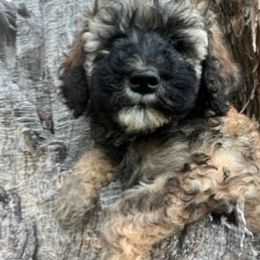 Miniature Australian Shepherd and Poodle Puppies from Triple J Aussies SD