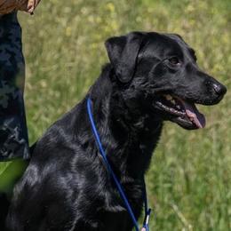 Freddie - Labrador Retriever