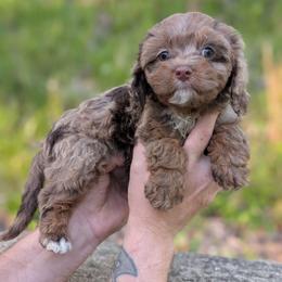 Jellybean - Merle female Cavapoo puppy in Coshocton, Ohio from Forever Family Puppies