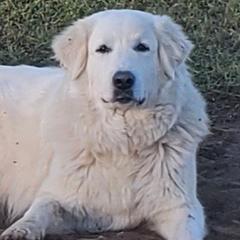 Great Danes and Great Pyrenees from Flyin' T Ranch