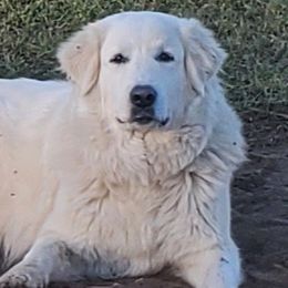 Great Danes and Great Pyrenees from Flyin' T Ranch
