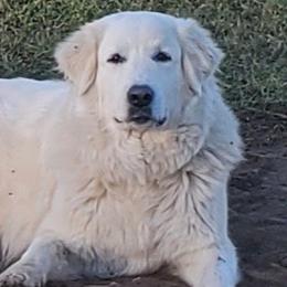 Great Danes and Great Pyrenees from Flyin' T Ranch