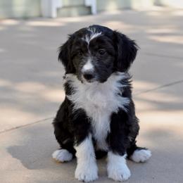Camellia - Black and white female Aussiedoodle puppy in Peyton, Colorado from Colorful Colorado Aussiedoodles