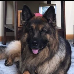 Ruger - German Shepherd