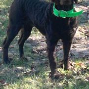 Boykin Spaniel All Grown Up from DrWatson Boykin Spaniels