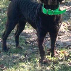 Boykin Spaniel All Grown Up from DrWatson Boykin Spaniels