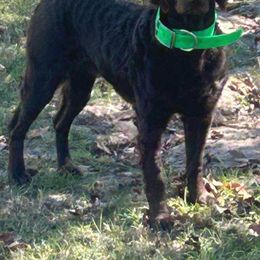 Boykin Spaniel All Grown Up from DrWatson Boykin Spaniels