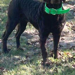Boykin Spaniel All Grown Up from DrWatson Boykin Spaniels