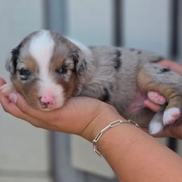 Mustang - Blue merle female Miniature Australian Shepherd puppy in Lithia, Florida from Waterford Doodle Farm