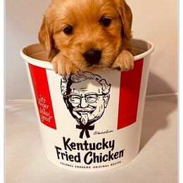 Golden Retriever Puppies from Suzy’s Golden Girls