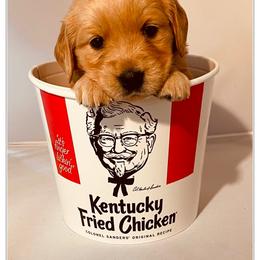 Golden Retriever Puppies from Suzy’s Golden Girls