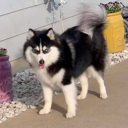 Pomskies from Winding Brook Pomskies