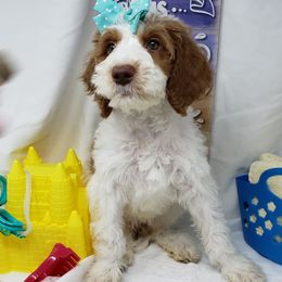 Labradoodle Puppies from Tyson's Farm Doodles